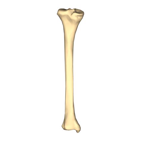 Tibia